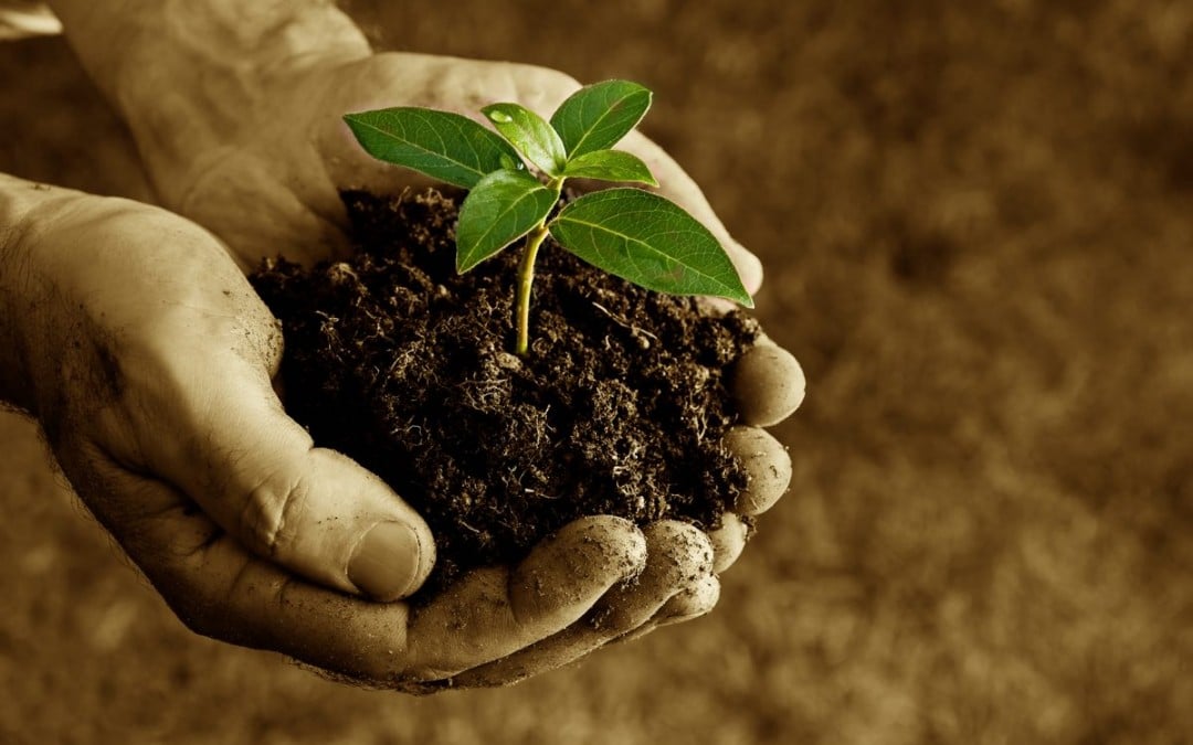 Business development advice that harms more than helps