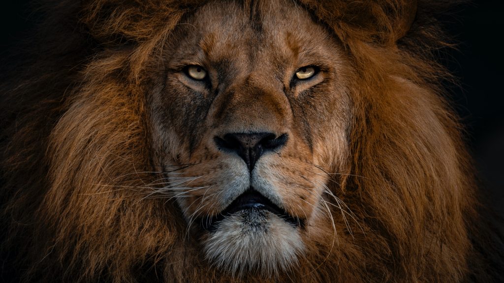 a lions face to represent strength