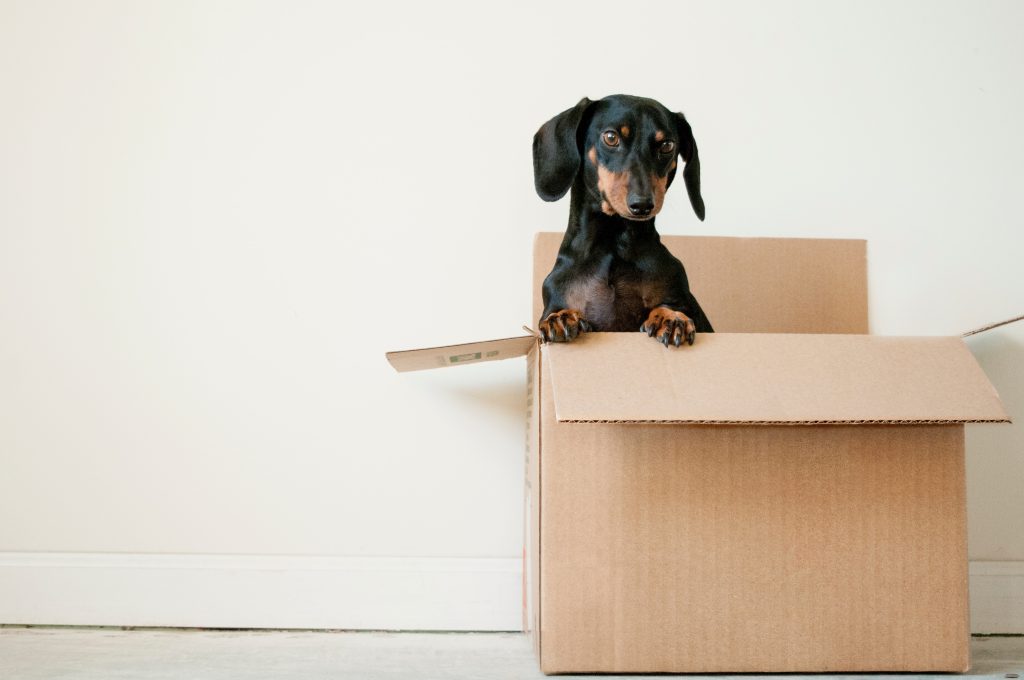 a dog in a cardboard box to represent when professionals move firms