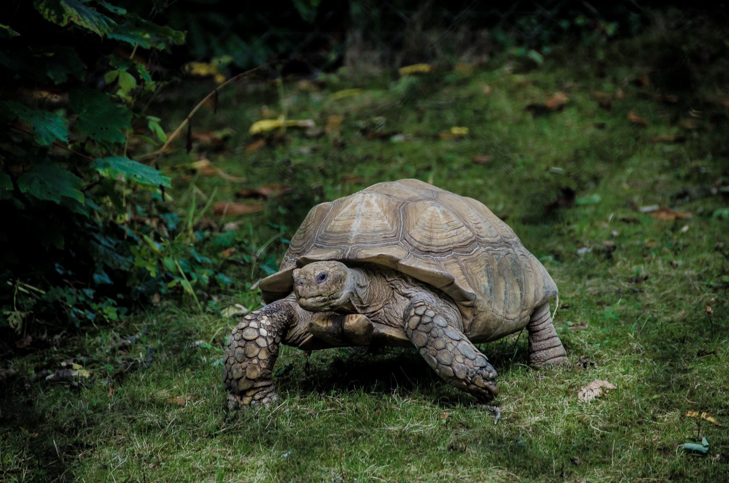 a tortoise to represent slowing down as one of the business networking tips for accountants