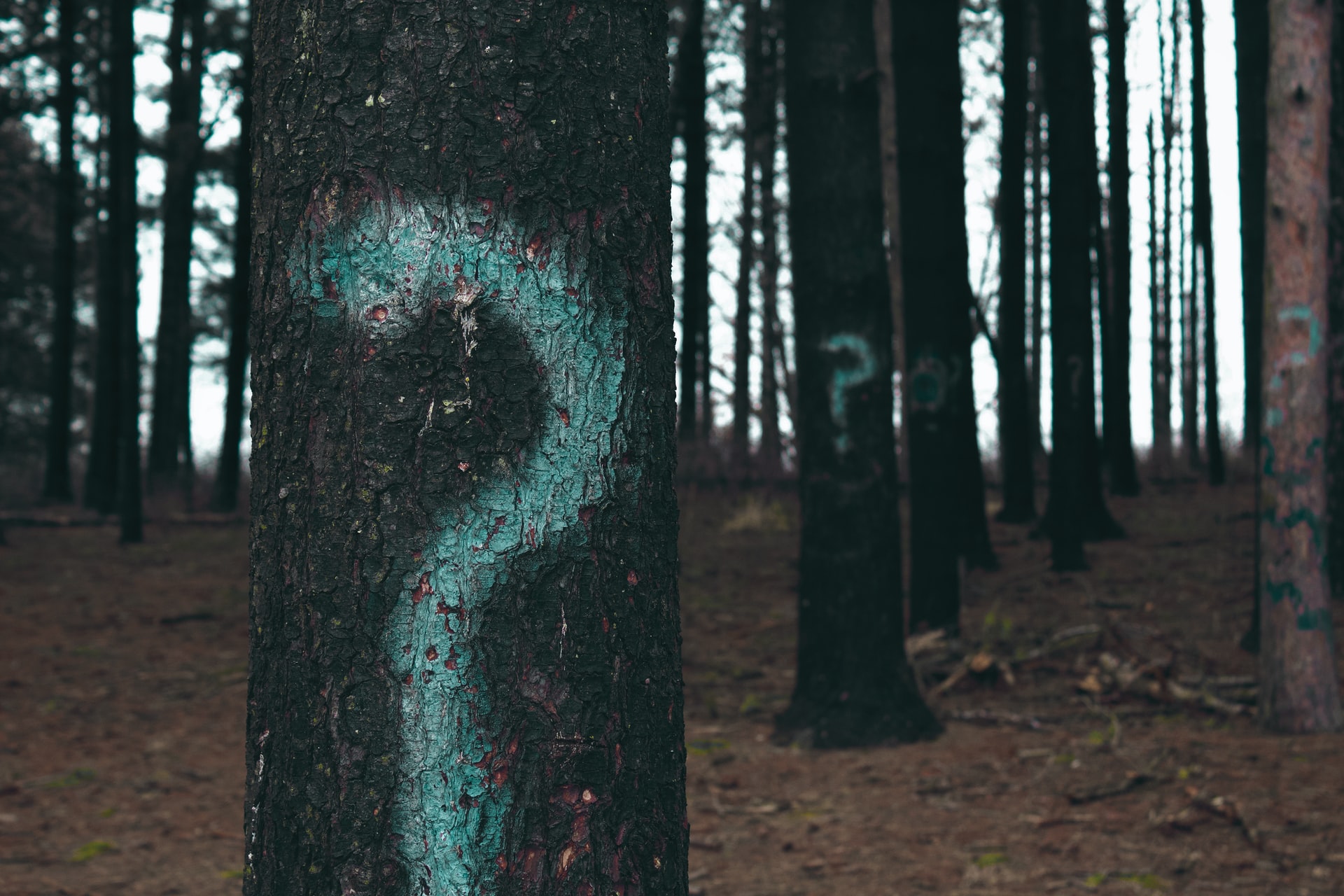 question marks on trees to represent interview questions in the admissions process