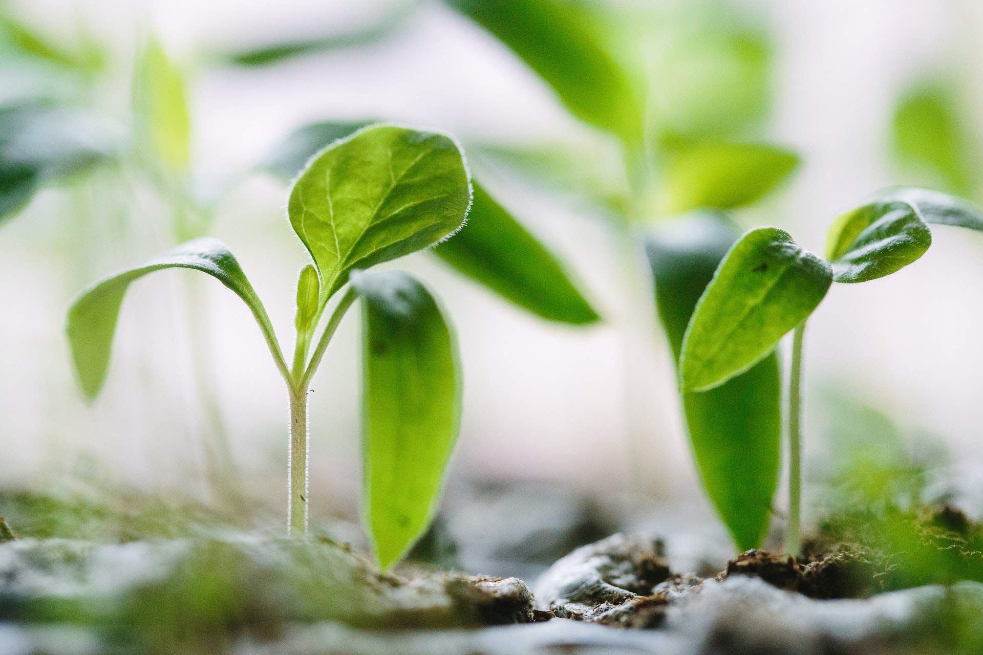 seedlings to represent growth and development