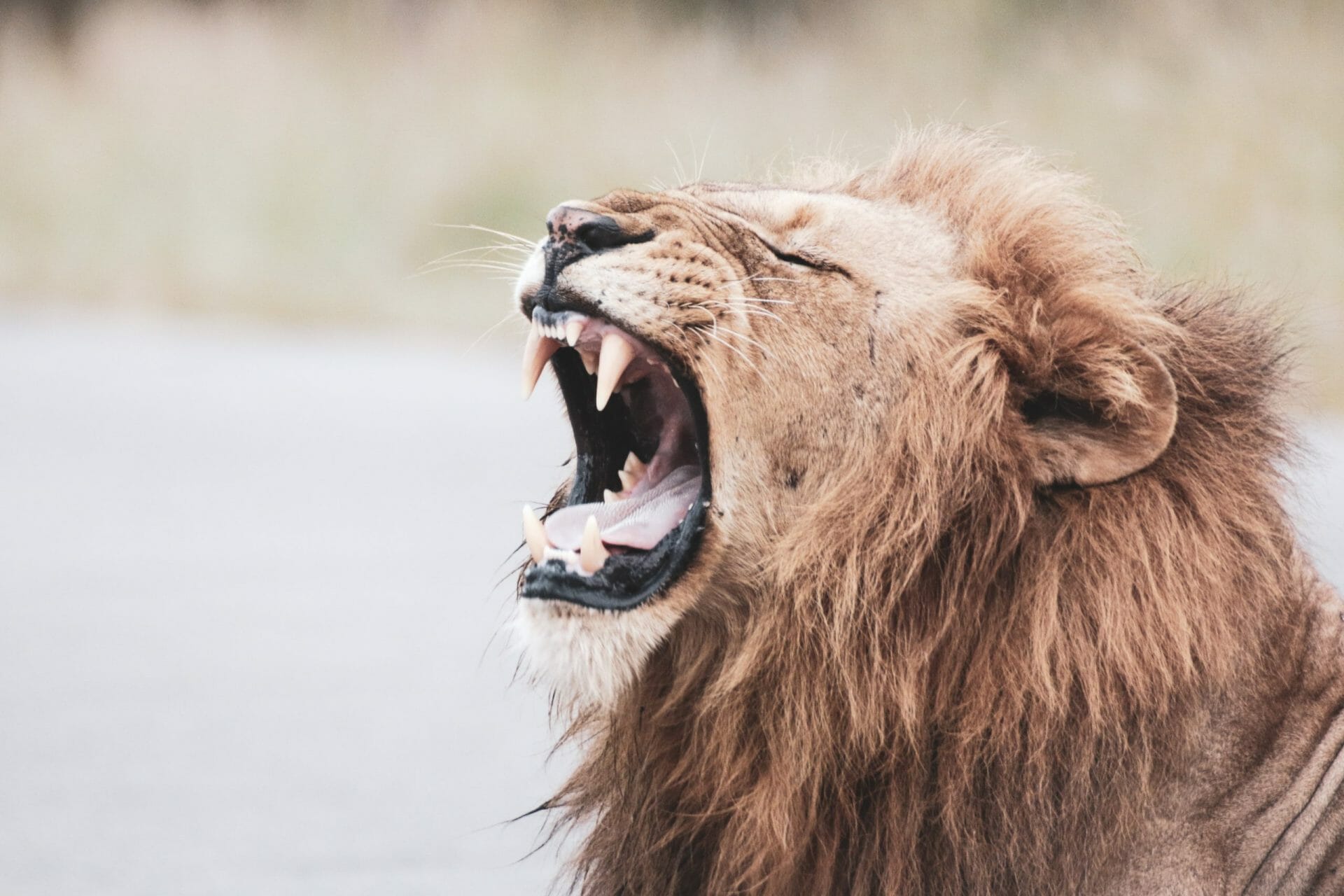 a lion roaring to represent how to have more gravitas