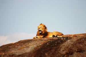 a lion laying down to represent going slow
