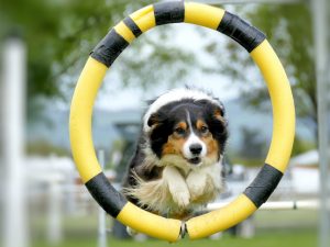 a dog jumping through a hoop to represent how to become partner at a big 4 firm