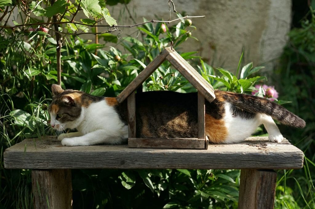 a cat that is stuck
