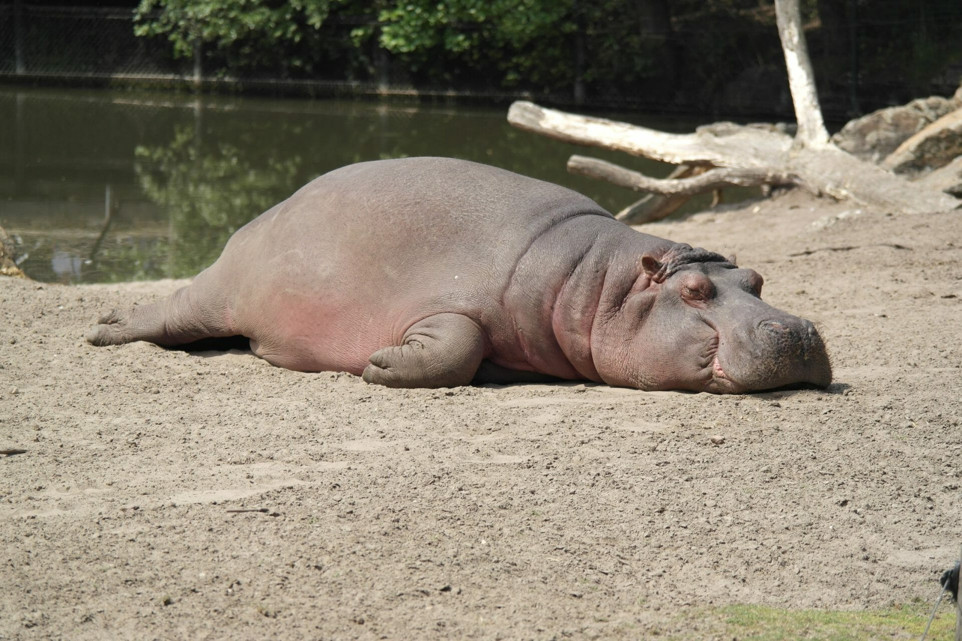 a hippopotamus sleeping to represent how to switch off from work on holiday