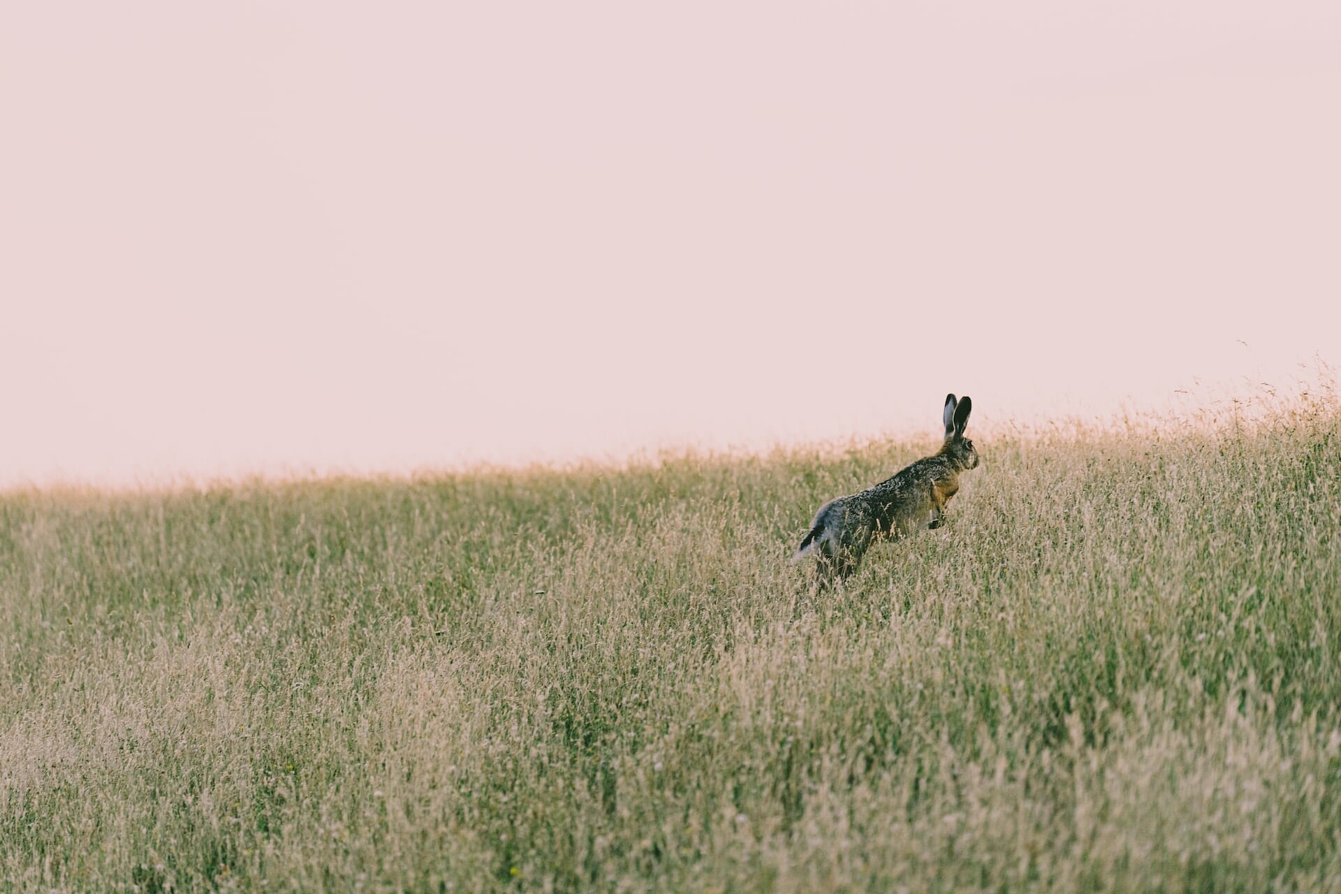 a hare running in a field to represent how to succeed quickly in your new role